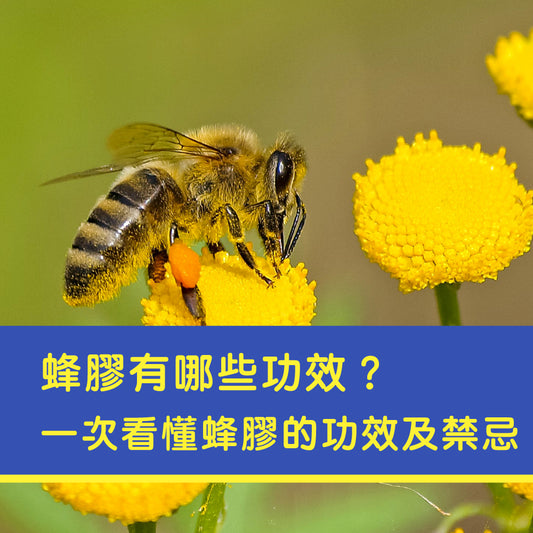 天然抗生素-蜂膠有哪些功效？一次看懂蜂膠的功效及禁忌